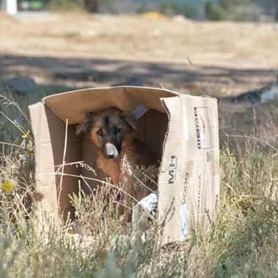 Abandoned dog in cardboard box